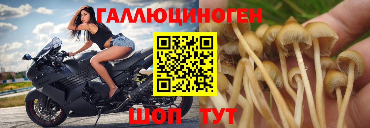 Псилоцибиновые грибы Cubensis  Вход с VPN  Минусинск 